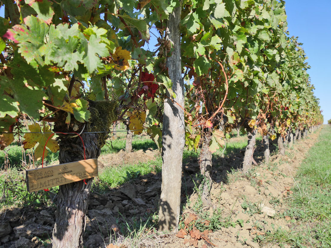 Виноградник на урожай